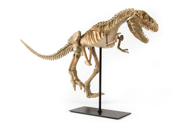 Obraz premium Szkielet Tyrannosaurus Rex