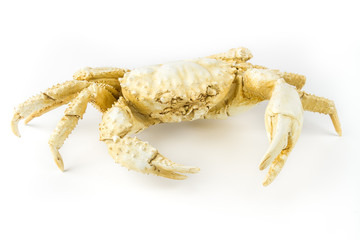 Artificial crab isolated on white background