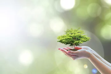Poster Ecology, eco-friendly growing tree plant on volunteer's hand natural background for go green, CSR ESG Arbor day, reforestation sustainable bio forest saving environment ecosystems conservation concept © Chinnapong