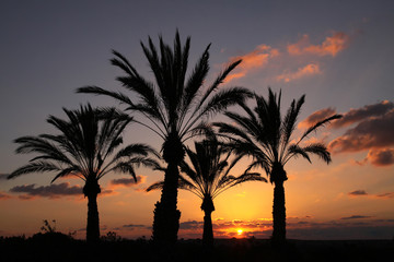 Silhouettes of palm trees at sunset background
