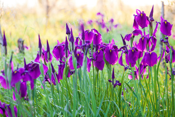 Wild purple iris flowers