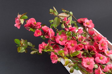 Japanese rose flowers