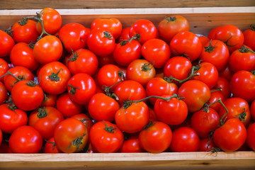 fresh tomatoes