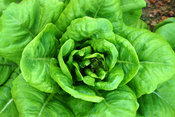 Cos Lettuce