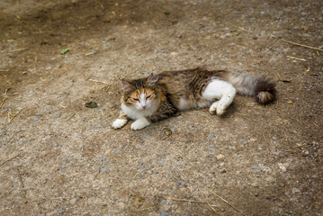Farm cat resting on the ground