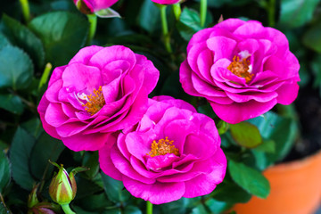 Obraz premium Small rose flower