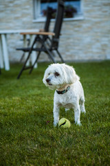 Maltese dog with tennis ball
