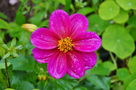 Pink dahlia flower in bloom with raindrops