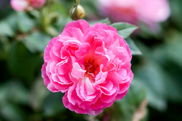 Pink rose flower