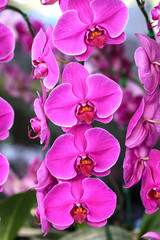 Fototapeta na wymiar Beautiful orchid - phalaenopsis.