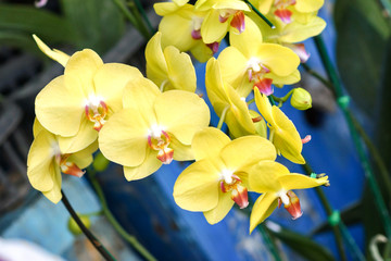 Beautiful orchid - phalaenopsis.