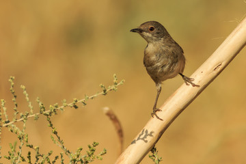 Hembra de Curruca cabecinegra