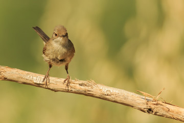 Hembra de Curruca cabecinegra