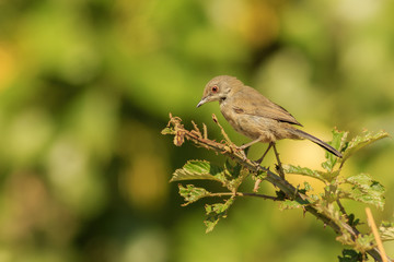 Hembra de Curruca cabecinegra
