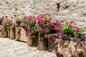 Fototapeta na wymiar Beautiful flowers grow on the stump, garden ornaments