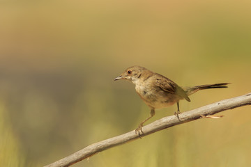 Hembra de Curruca cabecinegra