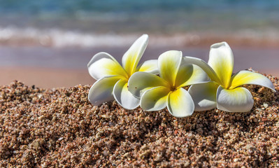 Plumeria on Beach