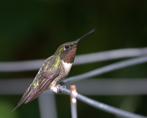 Hummingbird ready to fight