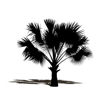 silhouette black palm tree, natural plant sign, vector
