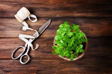 Green basil sprouts