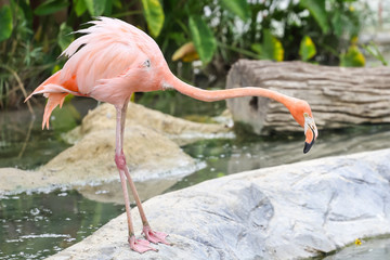 Portrait of flamingo