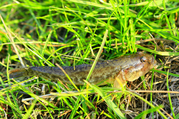 Gobio gobio caught lies in the grass