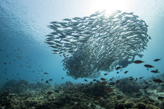 Fototapeta Unterwasser - Riff - Fisch - Fischschwarm - Tauchen - Curacao - Karibik