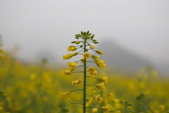 Yellow rapeseed flower field with the mist in Luoping, China