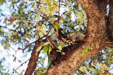 Parrots on the tree in Ciutadella Park in Barcelona