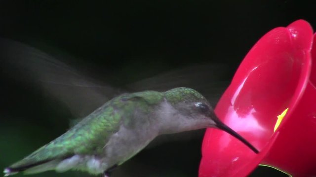 close-up of hummingbird at feeder (slow motion)
