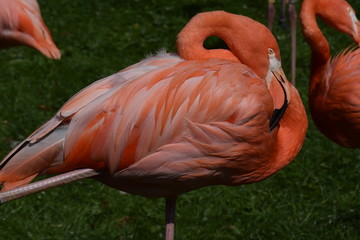 Flamingo Portrait