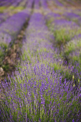Fototapeta na wymiar Lavender flowers field