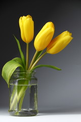 Three yellow tulips in a glass jar./Three yellow tulips in a glass jar.