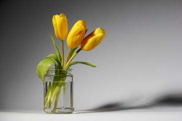 Three yellow tulips in a glass jar./Three yellow tulips in a glass jar.