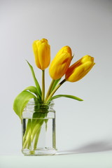 Three yellow tulips in a glass jar./Three yellow tulips in a glass jar.