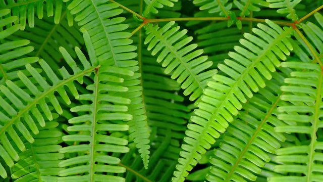 Closeup of the healthy, green leaves of a fern plant in a garden on a windless day. Video FullHD