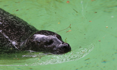 Aquarium © Pascal Huot