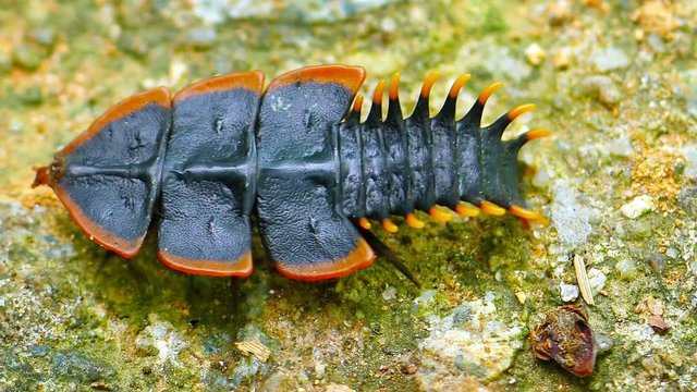 Extreme closeup of a female trilobite beetle, with its large scales, crawling across the wet ground in Thailand. Video FullHD