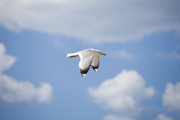 Fototapeta na wymiar White seagull on blue sky