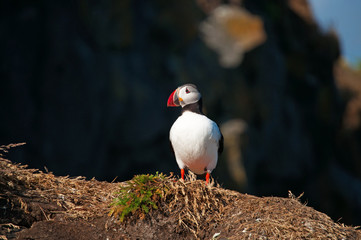 Islanda: pulcinella di mare su una roccia a Dyrholaey il 18 agosto 2012. Il promontorio di Dyrholaey ospita una colonia di pulcinelle di mare, uccelli con il becco colorato