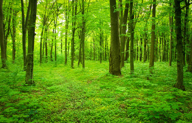 Obraz premium forest landscape