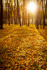 Obraz premium Golden autumnal forest with sunbeams