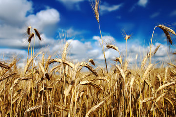 
Wheat field in summer against a blue sky