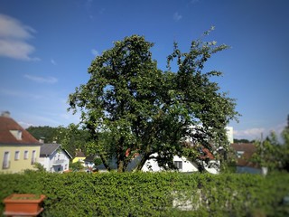 Apfelbaum im Siedlungsgebiet