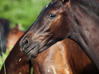 portrait of foal at liberty. close up