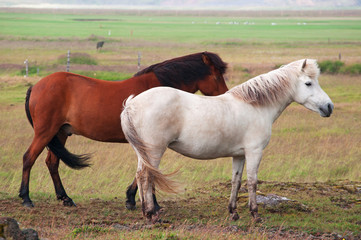 Iceland: cavalli islandesi in campagna il 29 agosto 2012. Il cavallo islandese è  una razza nativa dell'Islanda di piccola misura, quasi come un pony 