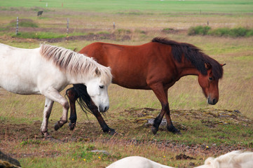 Iceland: cavalli islandesi in campagna il 29 agosto 2012. Il cavallo islandese è una razza nativa dell'Islanda di piccola misura, quasi come un pony 