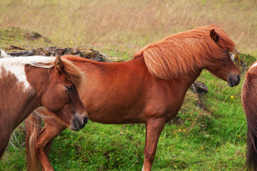 Iceland: cavalli islandesi in campagna il 29 agosto 2012. Il cavallo islandese è una razza nativa dell'Islanda di piccola misura, quasi come un pony 