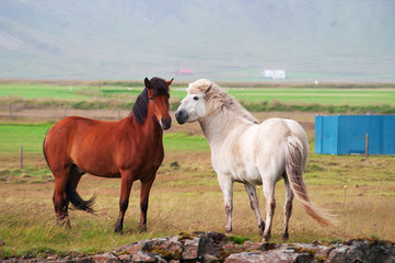 Iceland: cavalli islandesi in campagna il 29 agosto 2012. Il cavallo islandese è una razza nativa dell'Islanda di piccola misura, quasi come un pony 