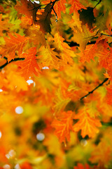 Leaves on the branches in the autumn forest.